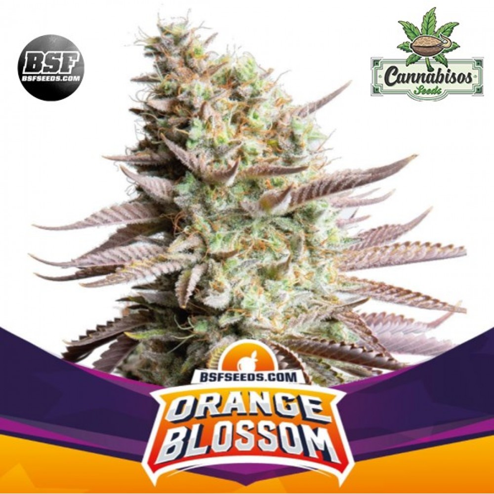 BSF SEEDS - Orange Blossom