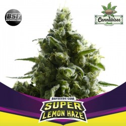 BSF SEEDS - SLH-Super Lemon Haze