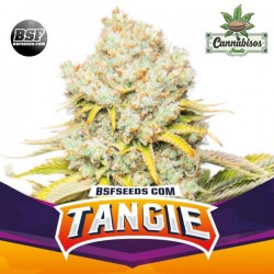 BSF SEEDS - Tangie