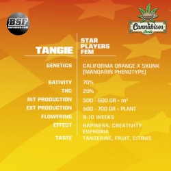 BSF SEEDS - Tangie