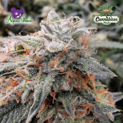 ANESIA SEEDS - BRUCE BANNER #3