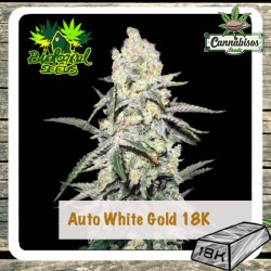 Biological Seeds - AUTO WHITE GOLD 18K