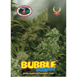 Big Buddha Seeds - BUBBLE CHEESE