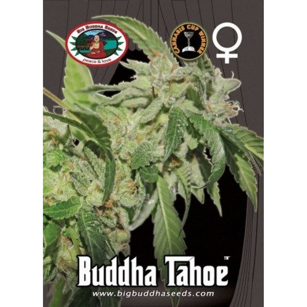 Big Buddha Seeds - BUDDHA TAHOE