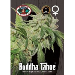 Big Buddha Seeds - BUDDHA TAHOE