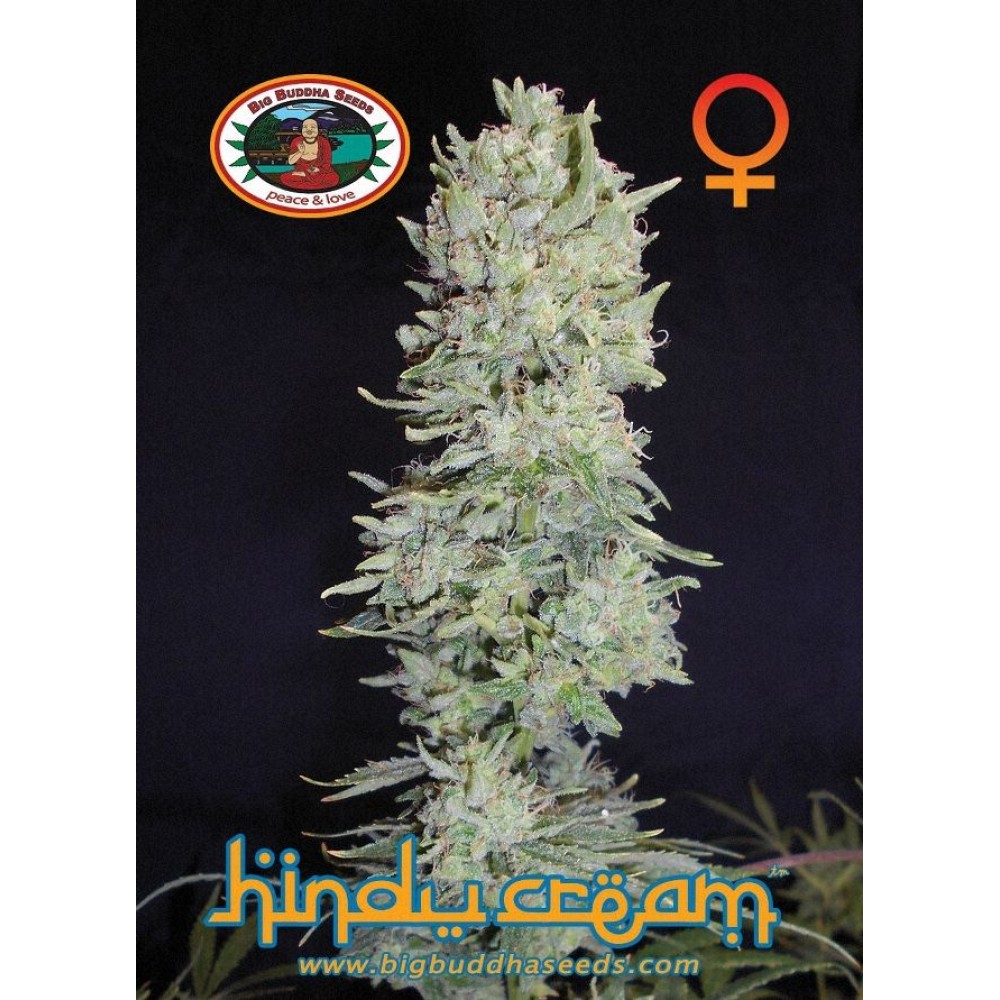 Big Buddha Seeds - HINDU CREAM