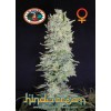 Big Buddha Seeds - HINDU CREAM