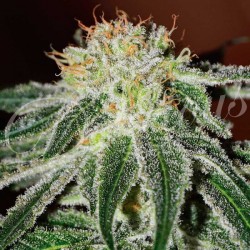Delicious Seeds - BLACK RUSSIAN (INDICA LINE)