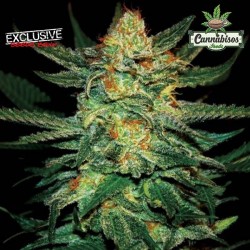 EXCLUSIVE SEEDS - Boira