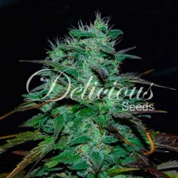 Delicious Seeds - CHOCOBANG (SATIVA LINE)