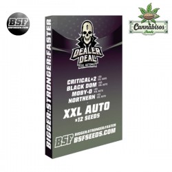 BSF SEEDS - Dealer Deal XXL Automix