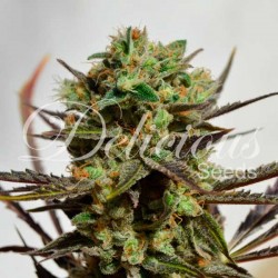 Delicious Seeds - DELICIOUS CANDY (INDICA LINE)