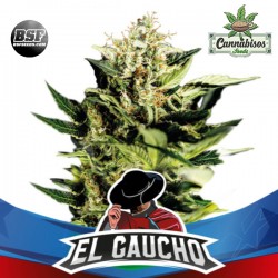 BSF SEEDS - El Gaucho Faster Flowering