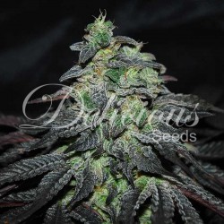 Delicious Seeds - GOLOSA (INDICA LINE)
