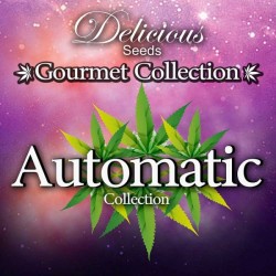 Delicious Seeds - GOURMET AUTO # 1 (COLECTIONS)