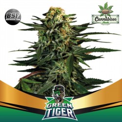 BSF SEEDS - Green Tiger Faster Flowering