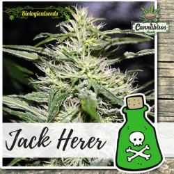 Biological Seeds - JACK HERER