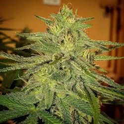 Delicious Seeds - LORD KUSH (INDICA LINE)
