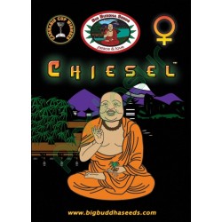 Big Buddha Seeds - CHIESEL