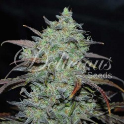Delicious Seeds - MARMALATE (INDICA LINE)