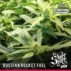 Short Stuff Seeds - Russian rocket