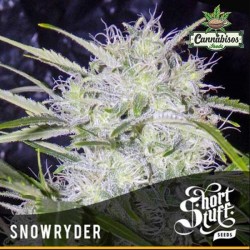 Short Stuff Seeds - Snowryder