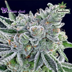 ANESIA SEEDS - SOUR BETTY