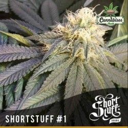 Short Stuff Seeds - SHORT STUFF #1