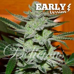 Delicious Seeds - UNKNOWN KUSH (EARLY VERSION)