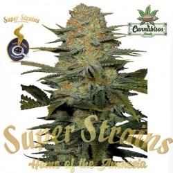Super Strains Seeds - Amajikoym