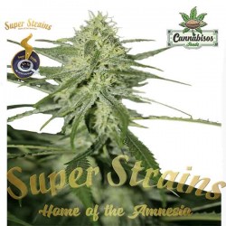 Super Strains Seeds - AUTOMATIC FINI