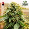 Doctor's Choice - Deep Forest Super Auto