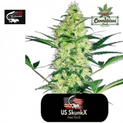 US Skunkx Seeds - DIESEL CRITICAL