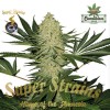 Super Strains Seeds - La Cucaracha