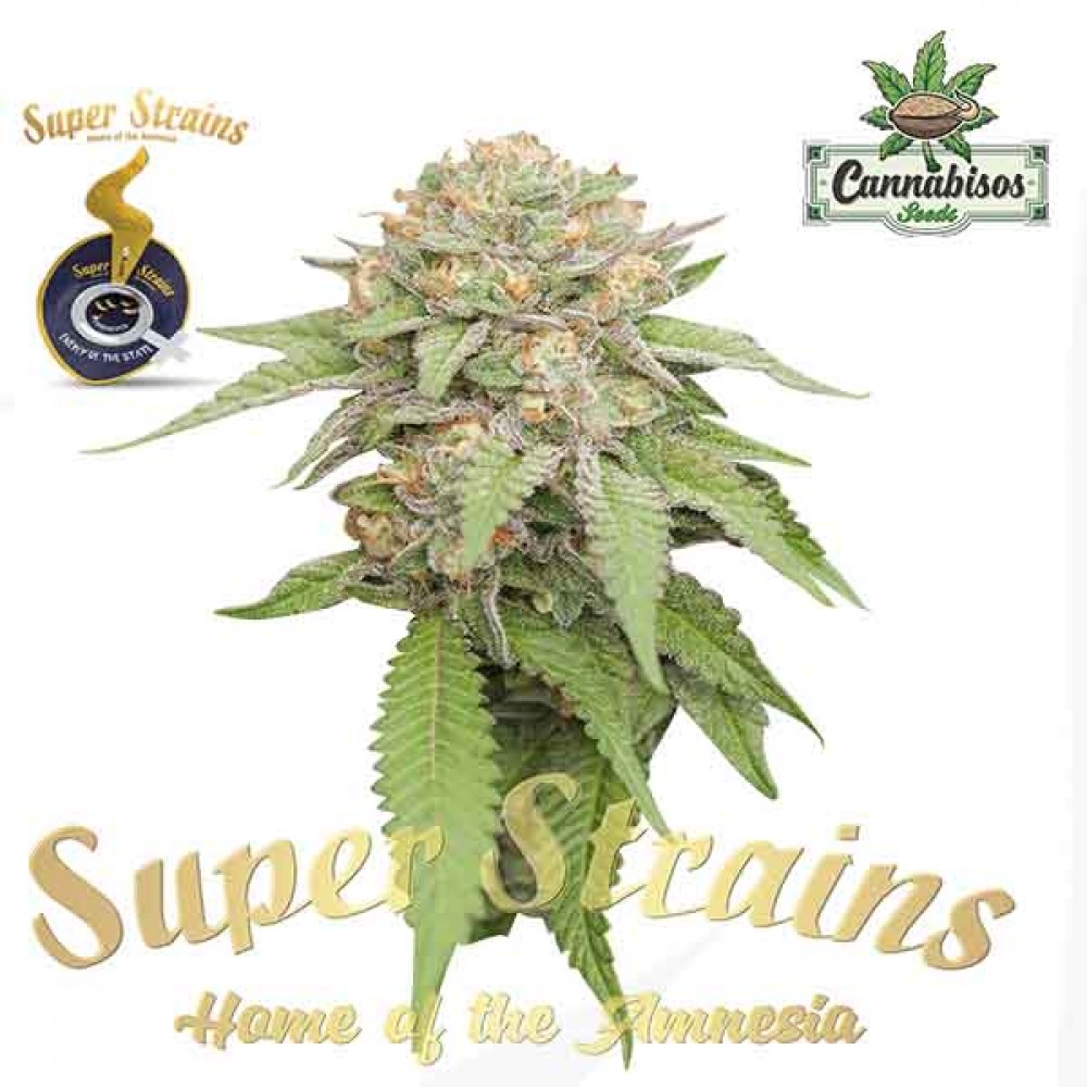 Super Strains Seeds - Enemy of the State