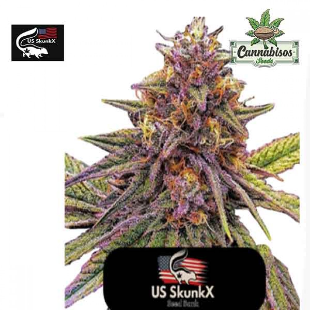 US Skunkx Seeds - Gelato