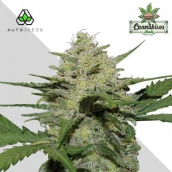 Auto Seedsv - GIRL SCOUT COOKIES