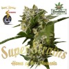 Super Strains Seeds - Ibiza Farmers