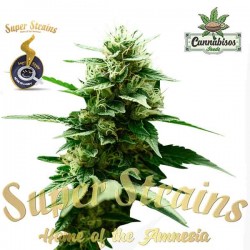 Super Strains Seeds - MEXICAN CANDY