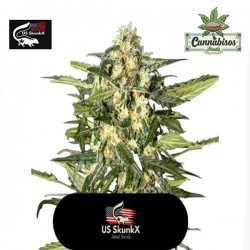 US Skunkx Seeds - OG Rock