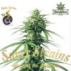 Super Strains Seeds - Saga