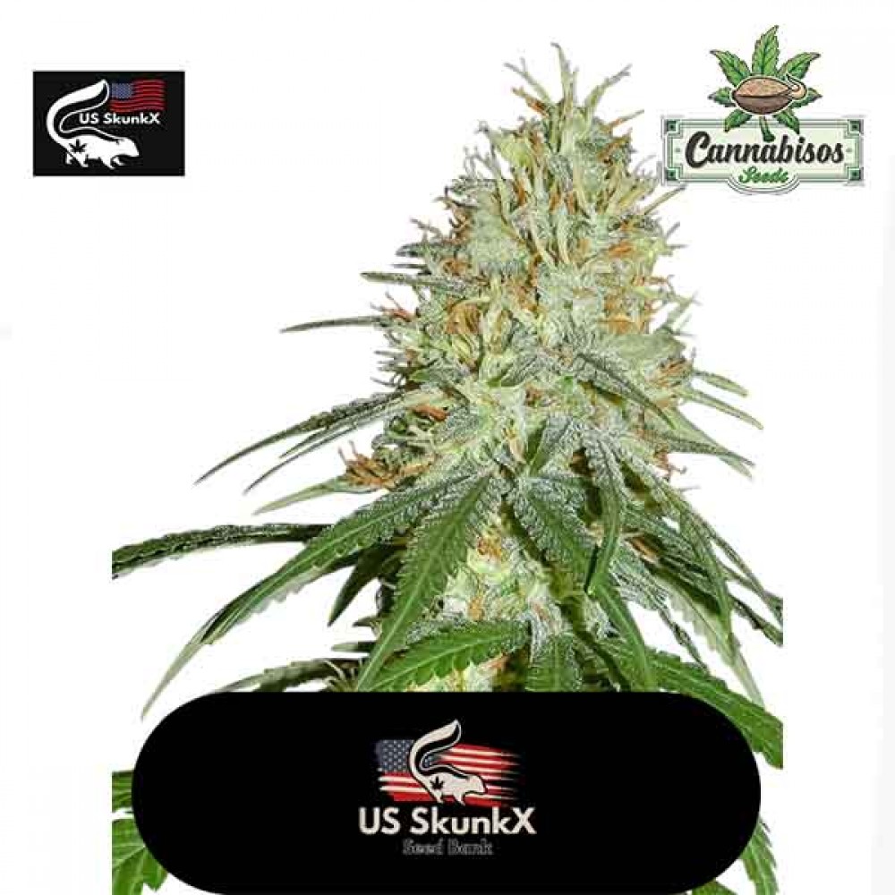 US Skunkx Seeds - Super X Kush