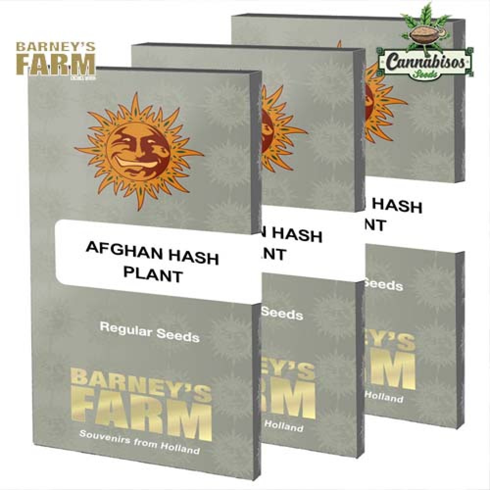 AFGHAN HASH PLANT REGULAR - BARNEYS FARM SEEDS