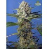Sweet Seeds Crystal Candy F1 Fast Version