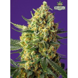 Sweet Seeds Crystal Candy XL Auto