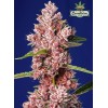 Sweet Seeds Tropicanna Poison F1 Fast Version